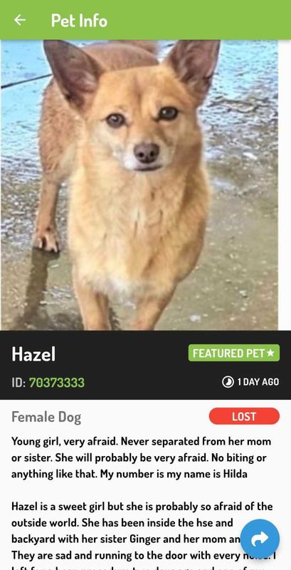 Lost Dog in Chula Vista, California — listing photo