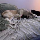 Lost Dog in Bellingham, Washington — listing photo