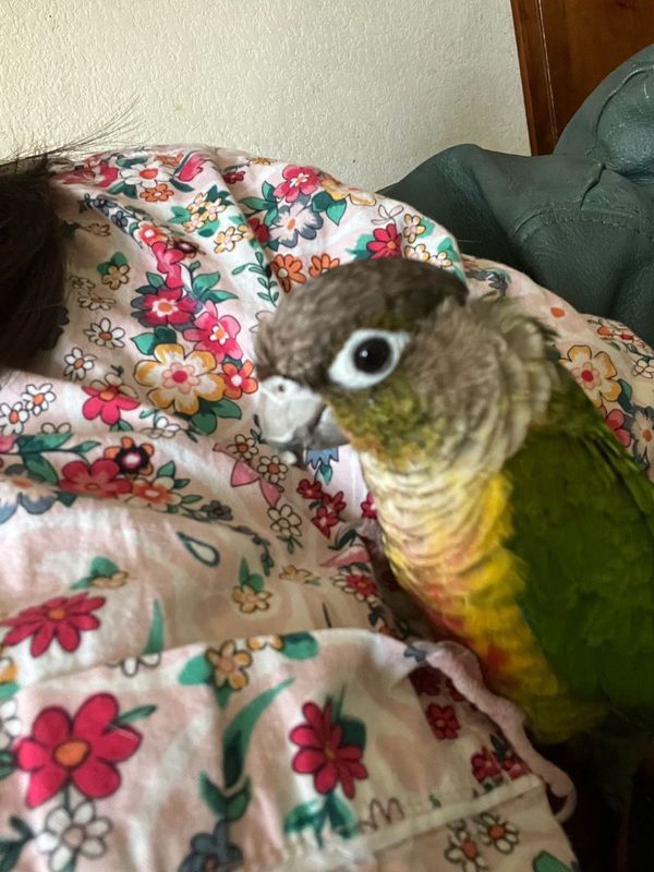 Lost Pet in Westminster, California — listing photo