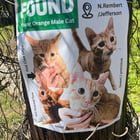 Found Cat in Memphis, Tennessee — listing photo