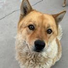 Lost Pet in K — Help Lost pet