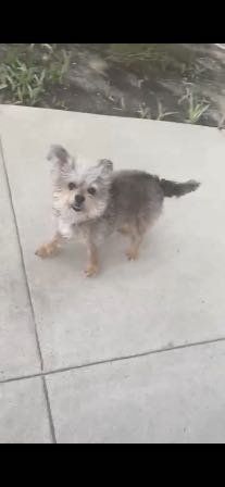 Lost Dog in Cypress, California — listing photo