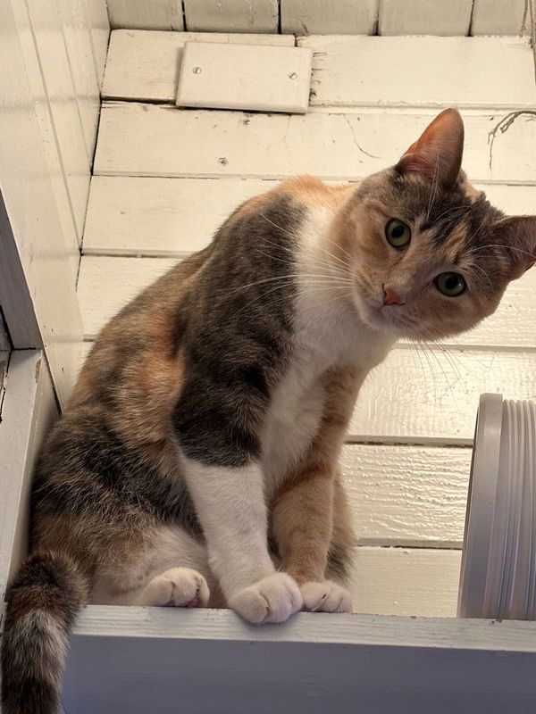 Lost Cat in Newberg — listing photo