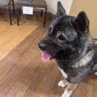 Found Dog in Dayton, Ohio — Freya needs a new home with no small animals.