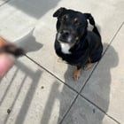 Lost Dog in Charlotte, North Carolina — listing photo