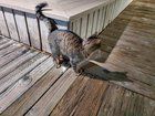 Lost Cat in Bellingham, Washington — listing photo