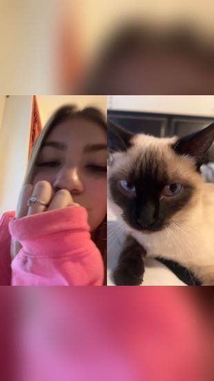 Lost Cat in Cedar Park, Texas — listing photo