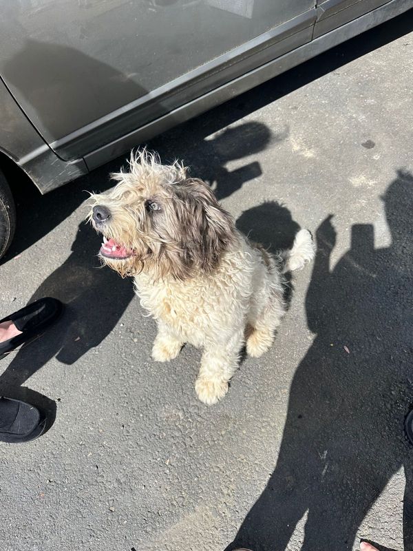 Found Dog in La Center — listing photo