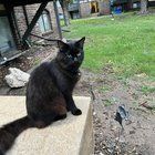 Found Cat in Wichita, Kansas — listing photo