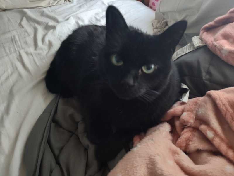 Lost Cat in Leland — listing photo