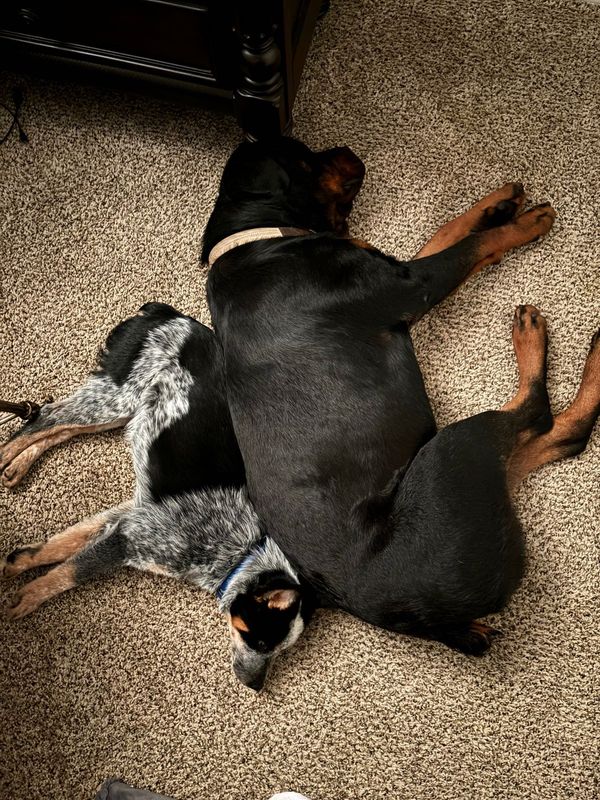 Lost Dog in Moore, Oklahoma — listing photo