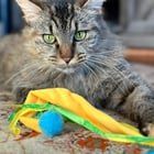 Found Cat in New Orleans, Louisiana — Adopt Lizzy and forever be in awe of her beauty