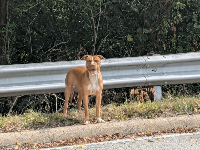 Lost Dog in Indianapolis, Indiana — listing photo