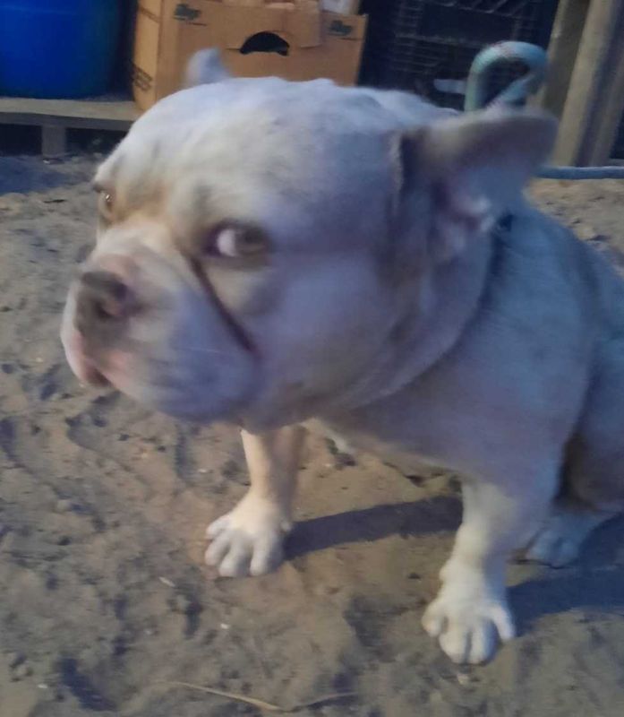 Lost Dog in Los Angeles, California — listing photo