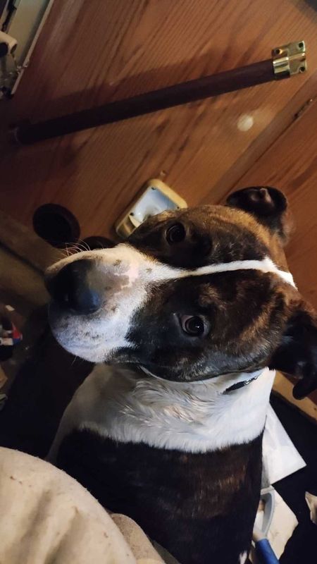 Lost Dog in White Center — listing photo