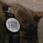 Found Cat in Austin, Texas — listing photo