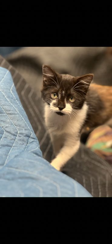 Lost Cat in Copperas Cove — listing photo