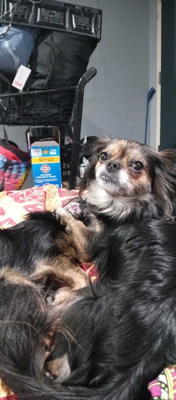Lost Dog in Fort Worth, Texas — listing photo