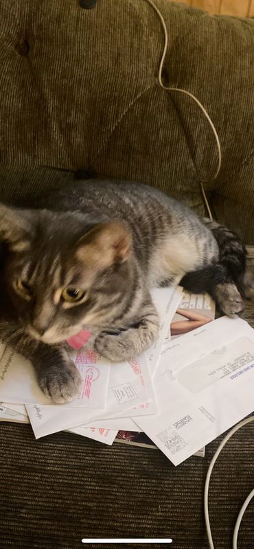 Lost Cat in Sacramento, California — listing photo