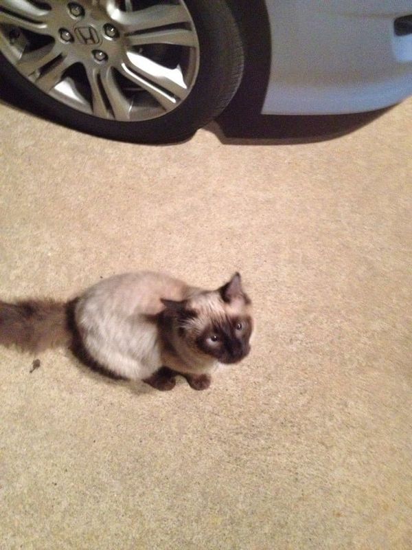 Lost Cat in Fort Worth, Texas — listing photo