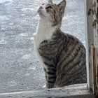 Lost Cat in Dayton, Ohio — listing photo