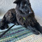 Found Dog in Tucson, Arizona — amazing shelter dog(s) in need of home