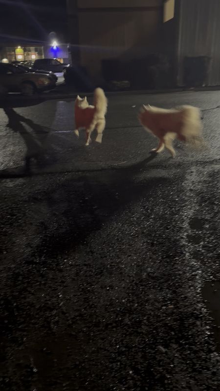 Lost Dog in Spokane, Washington — Two Lost Dogs, White Fluffy Medium-Large Sized on Sullivan in Atilanos drive thru