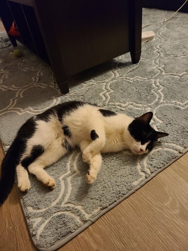 Lost Cat in K — listing photo