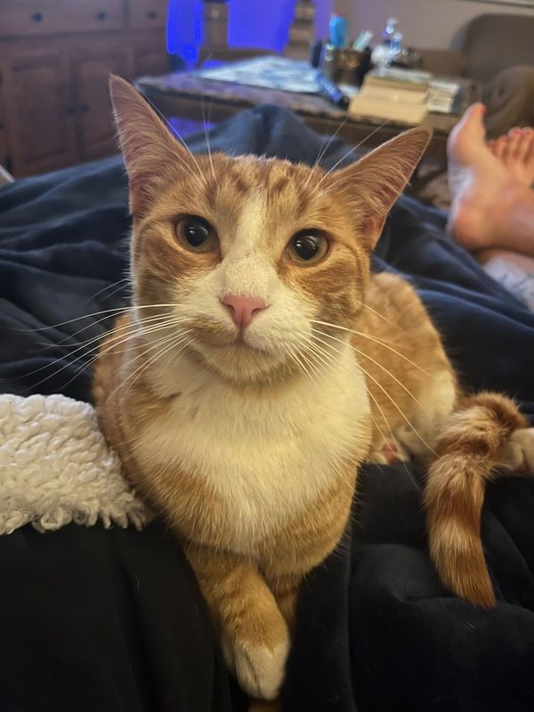 Lost Cat in Pueblo West — listing photo