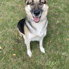 Found Dog in Sacramento, California — PLEASE ADOPT MY FOSTER GERMAN SHEPHERD