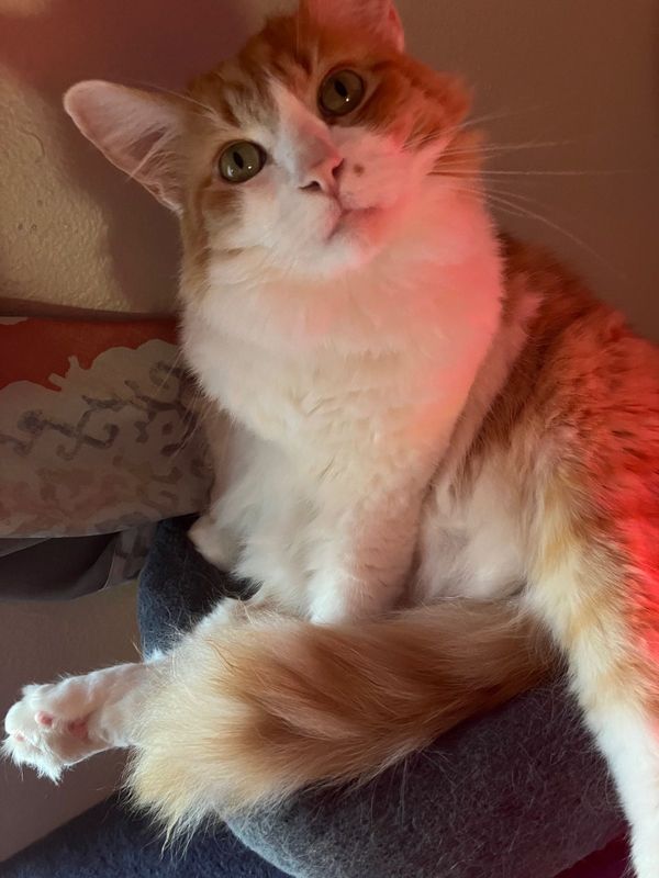 Lost Cat in San Marcos, California — listing photo