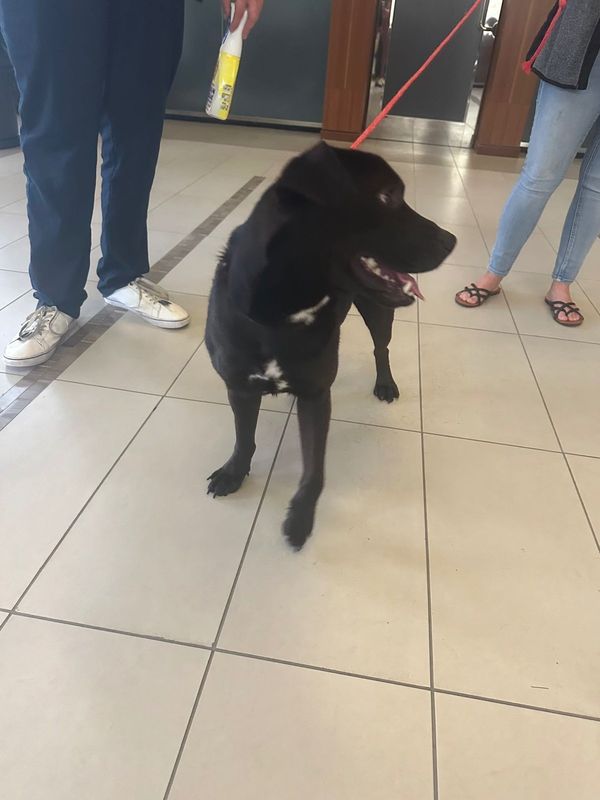 Found Dog in Jacksonville, North Carolina — listing photo