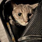 Lost Cat in San Jose, California — listing photo