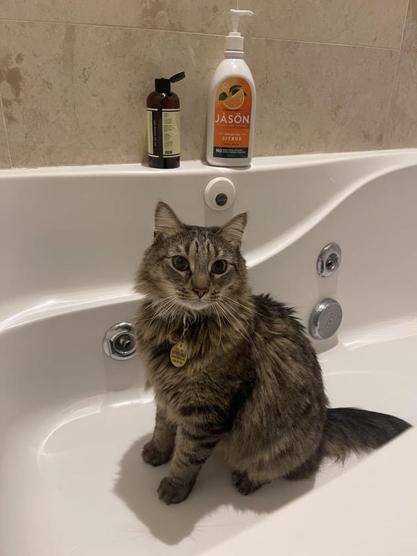 Lost Cat in Boston, Massachusetts — listing photo