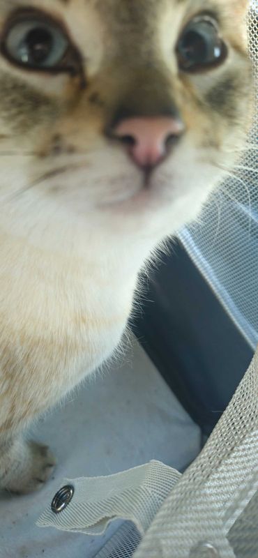 Found Cat in Olympia, Washington — listing photo