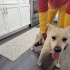 Lost Dog in Norfolk, Virginia — listing photo