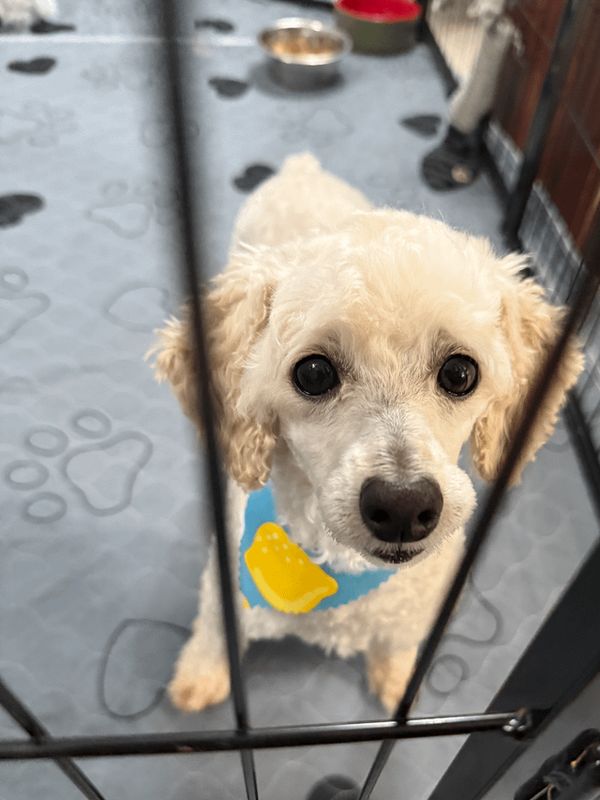 Lost Dog in Winston-Salem, North Carolina — listing photo
