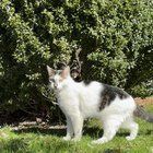 Lost Cat in Brighton — Anyone missing a cat near Nonantum Street in Brighton?