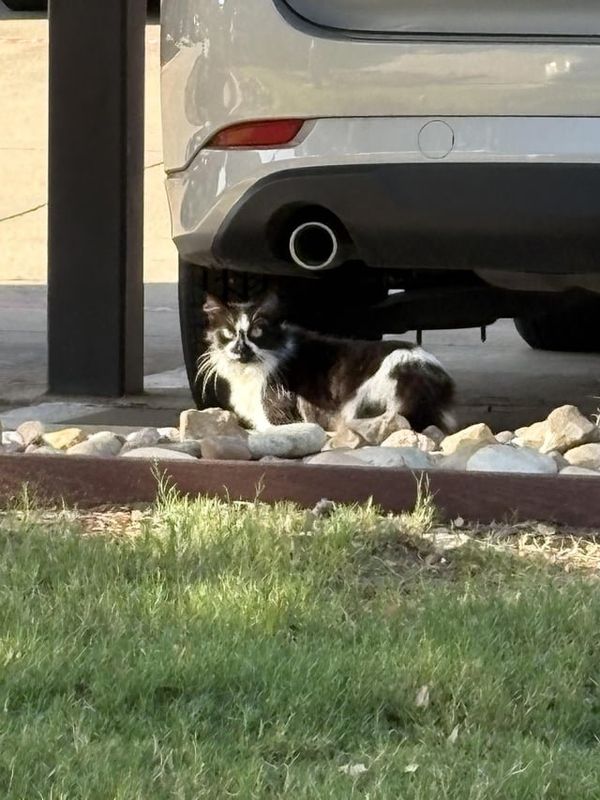 Lost Cat in Fort Worth, Texas — Potential found cat in Ridglea