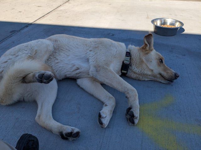 Found Dog in El Paso, Texas — listing photo