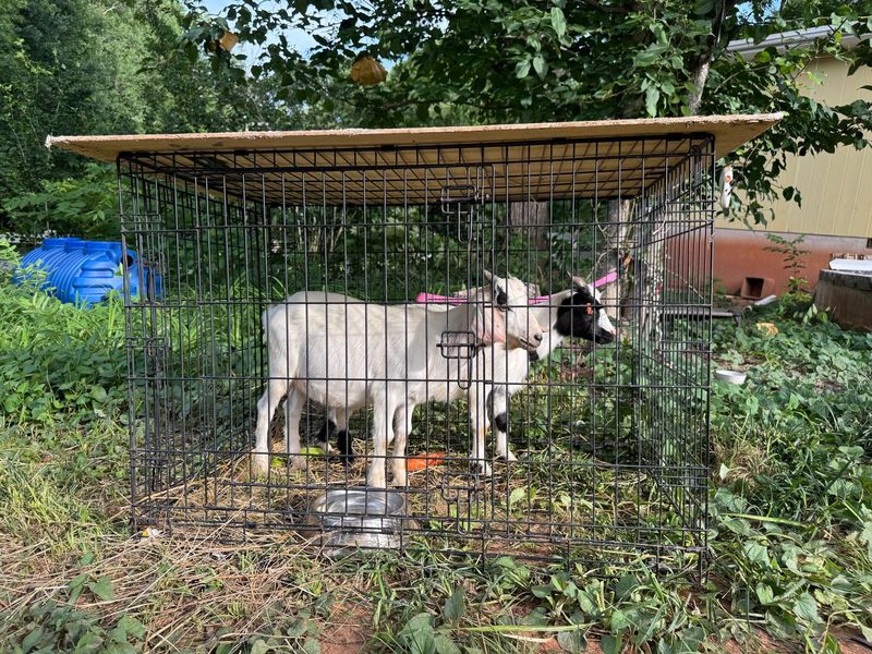 Lost Pet in Matthews — listing photo