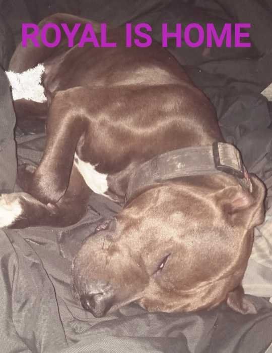Lost Dog in Columbia, South Carolina — listing photo