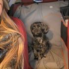 Found Dog in Detroit, Michigan — Is this your dog? Found at Moross Rd & Linville St