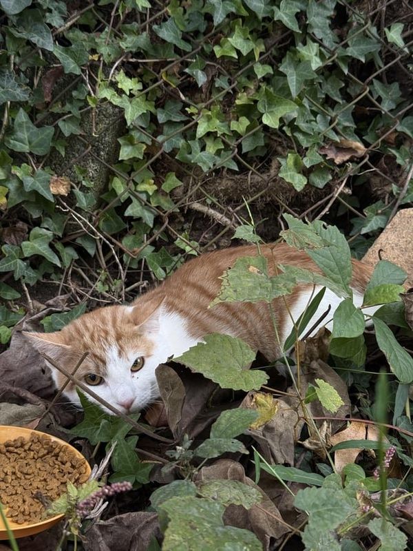 Found Cat in Winston-Salem, North Carolina — listing photo
