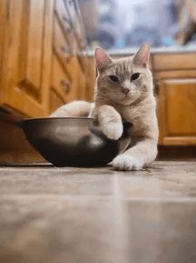 Found Cat in Normal, Illinois — i couldnt find my cat anywhere one day (if found text me)