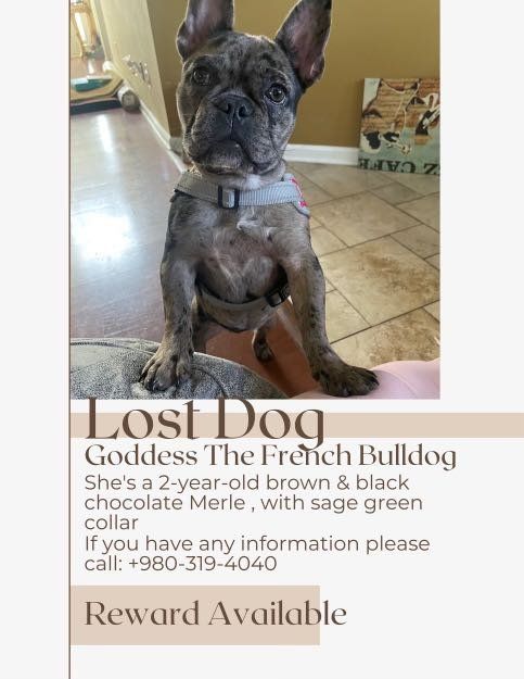 Lost Dog in Charlotte, North Carolina — listing photo