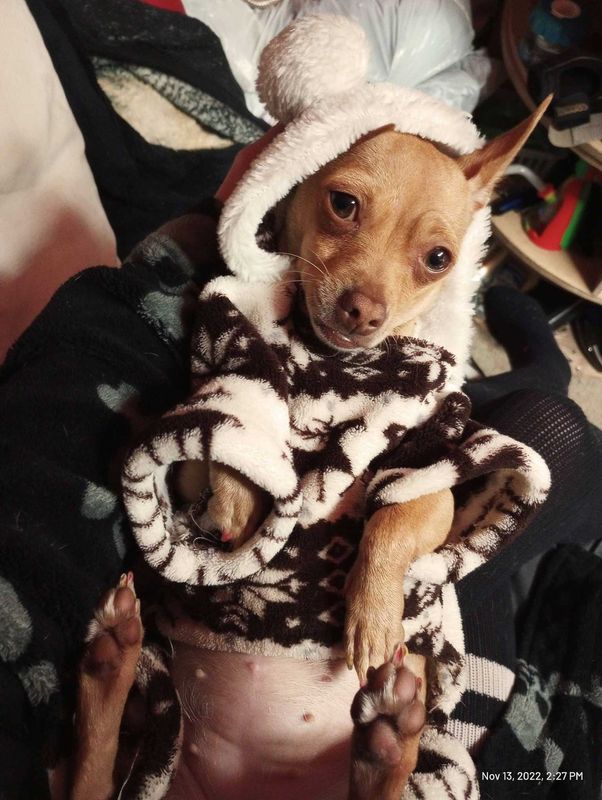 Lost Dog in Glendale, Arizona — listing photo