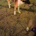 Lost Dog in Washington, District of Columbia — Friendly stray wandering in NOMA