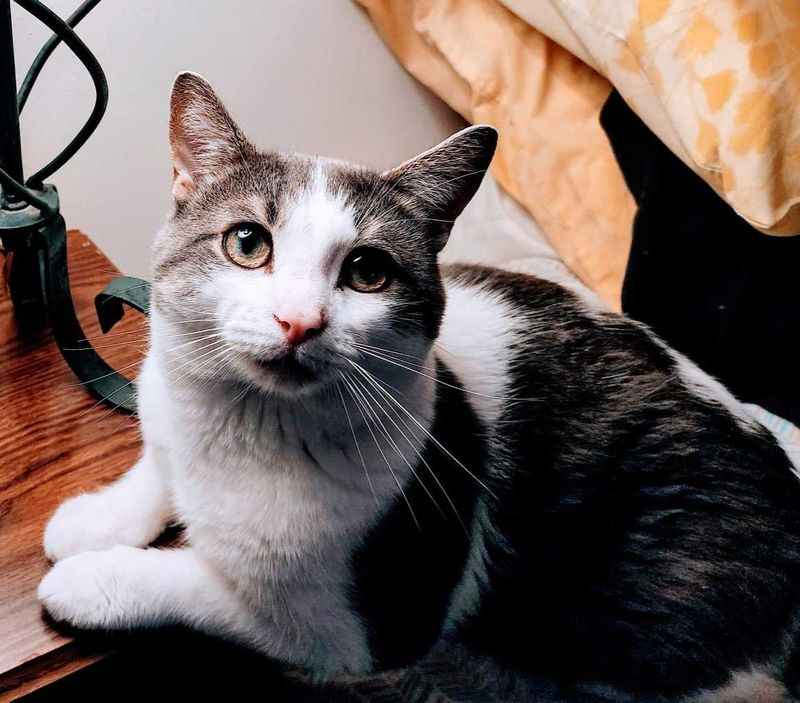 Lost Cat in Largo, Florida — listing photo
