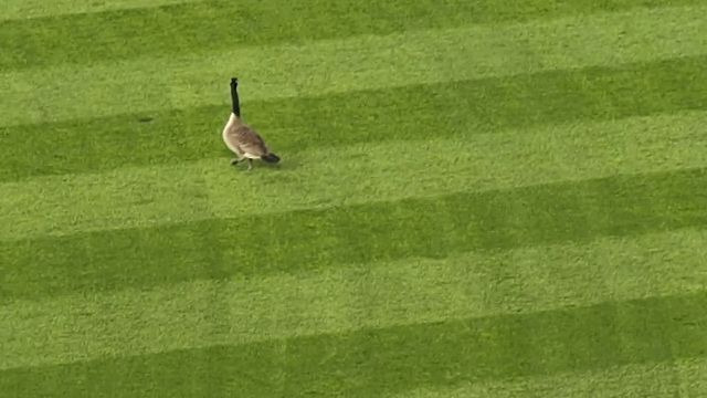 Lost Dog in Chicago, Illinois — Goose at Wrigley tonight.
